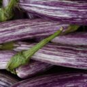 The Great Eggplant Rebellion of 2026: How One Vegetable Sparked Global Chaos