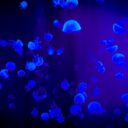 The Wild World of 2026: Meet the 5 Most Bizarre Pet Trends Sweeping the Globe