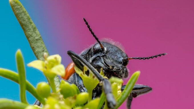 The Future of Food: Why Eating Insects Might Be the Norm by 2027