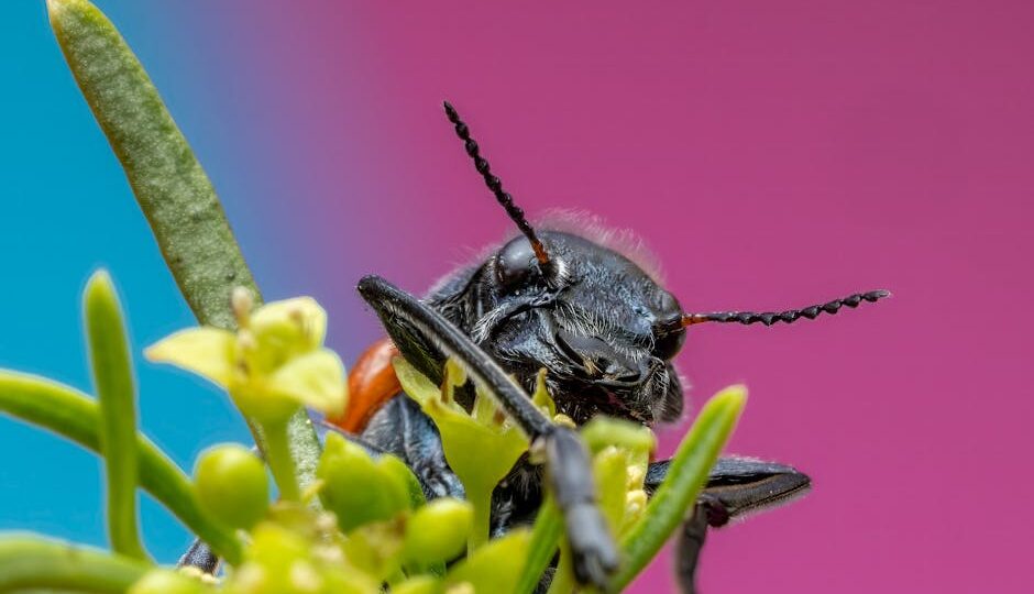 The Future of Food: Why Eating Insects Might Be the Norm by 2027