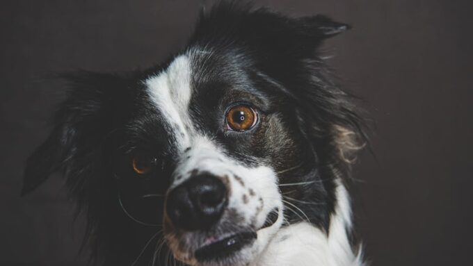 How to Tell If Your Pet Is Secretly a Genius: 7 Signs to Watch