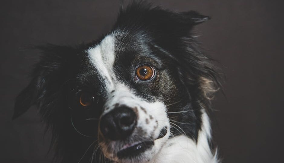 How to Tell If Your Pet Is Secretly a Genius: 7 Signs to Watch