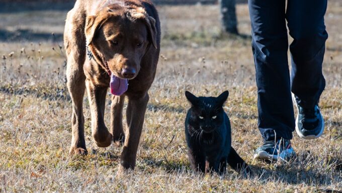 10 Weirdest Animal Friendships of 2026 That Will Melt Your Heart