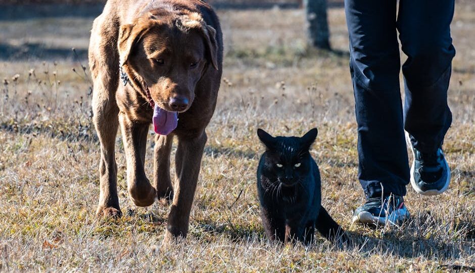 10 Weirdest Animal Friendships of 2026 That Will Melt Your Heart
