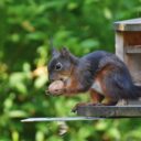 The Great Squirrel Conspiracy: Uncovering the 2026 Nutty Takeover