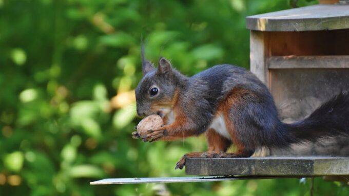 The Great Squirrel Conspiracy: Uncovering the 2026 Nutty Takeover