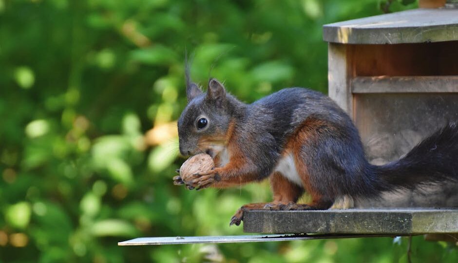 The Great Squirrel Conspiracy: Uncovering the 2026 Nutty Takeover