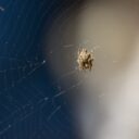 Unraveling the Mystery of the Singing Spiders of 2026