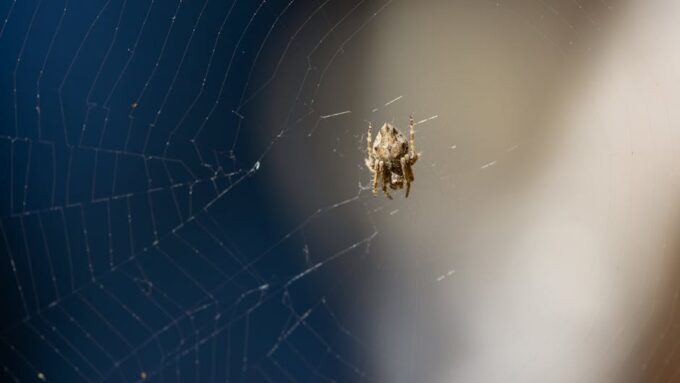 Unraveling the Mystery of the Singing Spiders of 2026