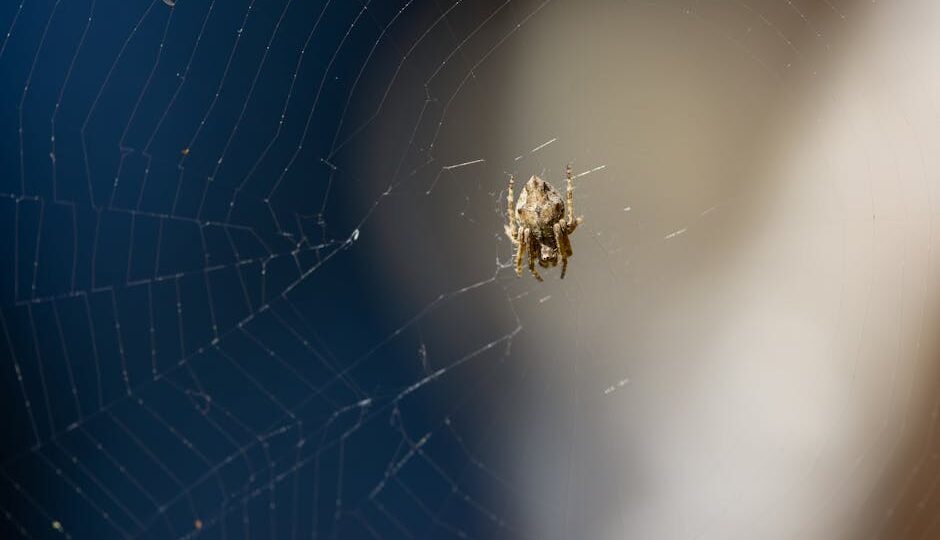 Unraveling the Mystery of the Singing Spiders of 2026