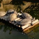 The 2026 Mystery of Time-Traveling Turtles: A Slow-Paced Adventure into the Unknown
