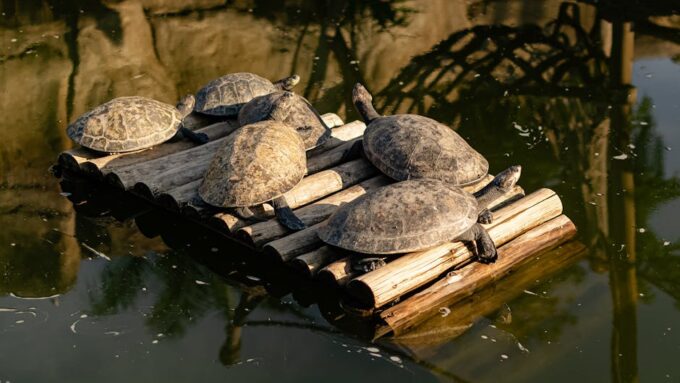 The 2026 Mystery of Time-Traveling Turtles: A Slow-Paced Adventure into the Unknown