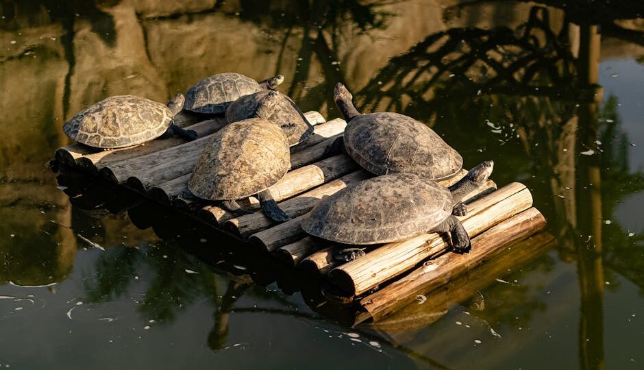 The 2026 Mystery of Time-Traveling Turtles: A Slow-Paced Adventure into the Unknown