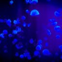 The Curious Case of the 2026 Disco-Fish: When Nature Hits the Dance Floor
