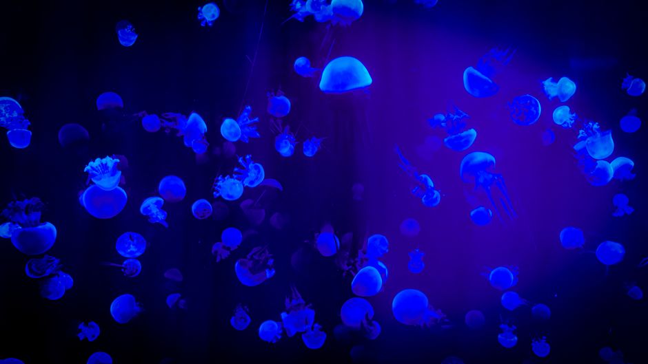 The Curious Case of the 2026 Disco-Fish: When Nature Hits the Dance Floor