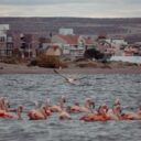 The 2026 Flight of the Flamboyant Flamingos: A Mystical Migration Phenomenon
