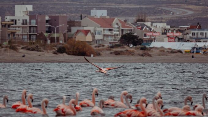 The 2026 Flight of the Flamboyant Flamingos: A Mystical Migration Phenomenon