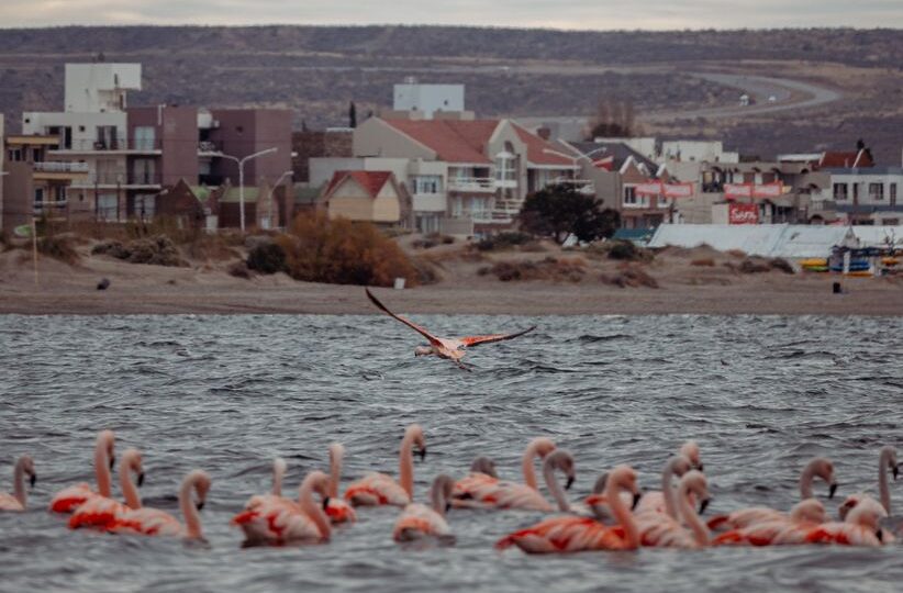 The 2026 Flight of the Flamboyant Flamingos: A Mystical Migration Phenomenon