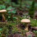 2026’s Marvelous Musical Mushrooms: The Symphony of the Forest Floor