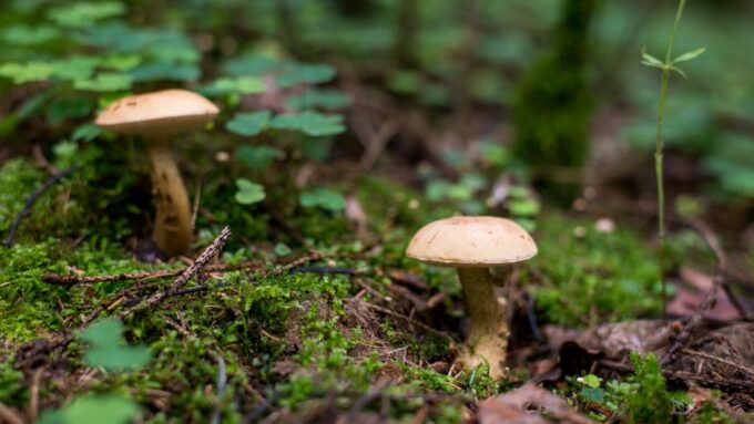 2026’s Marvelous Musical Mushrooms: The Symphony of the Forest Floor