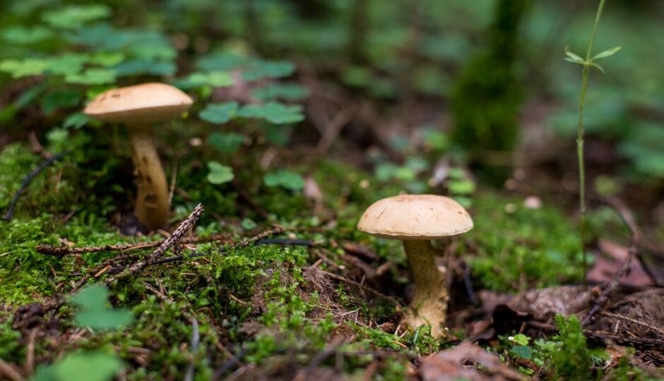 2026’s Marvelous Musical Mushrooms: The Symphony of the Forest Floor