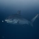 The Great Underwater UFO Encounter of 2026: When Aliens Took a Swim
