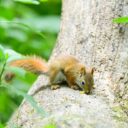 The 2026 Great Squirrel Symphony: When Nature Found Its Conductor