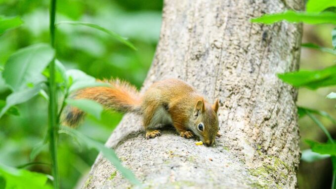 The 2026 Great Squirrel Symphony: When Nature Found Its Conductor
