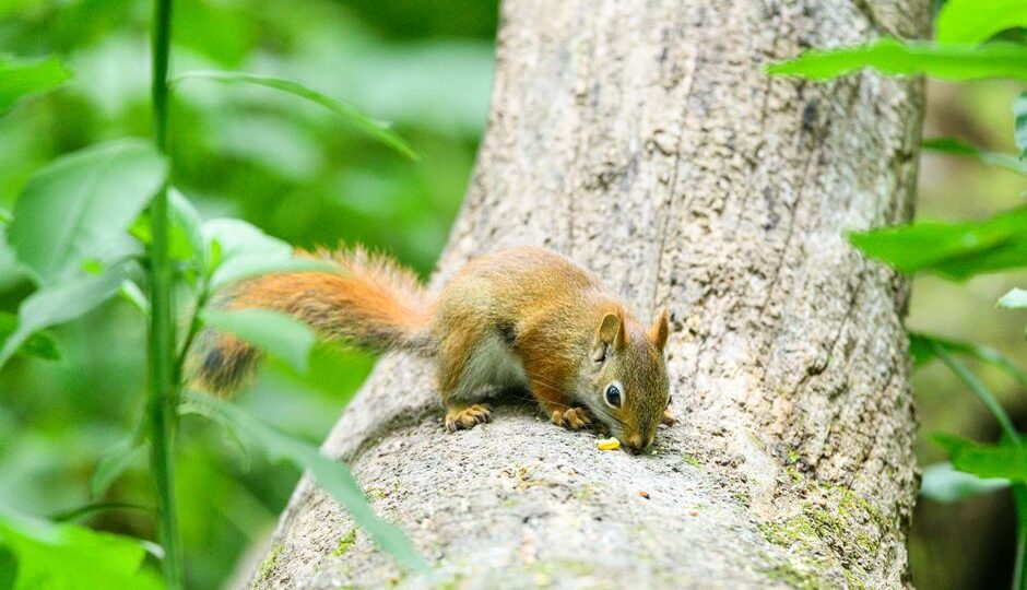 The 2026 Great Squirrel Symphony: When Nature Found Its Conductor