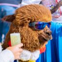 The 2026 Lumbering Llama Limbo: When South America’s Furry Friends Found Their Groove