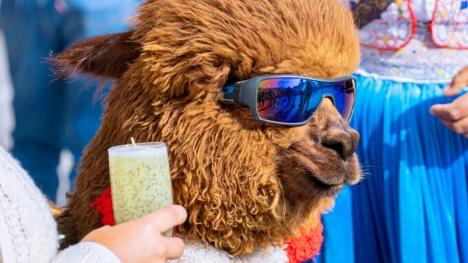 The 2026 Lumbering Llama Limbo: When South America’s Furry Friends Found Their Groove