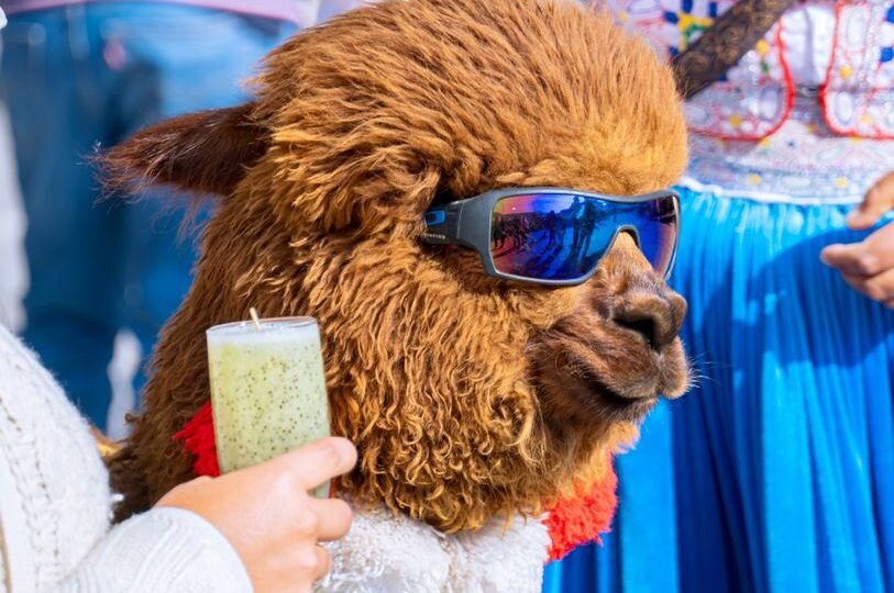 The 2026 Lumbering Llama Limbo: When South America’s Furry Friends Found Their Groove